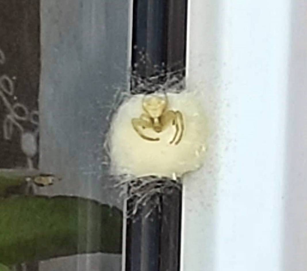 O kentte insan yüzlü örümcek paniği! Eve girerken yakalandı, kapı pencereyi sıkı sıkı kapatın 1